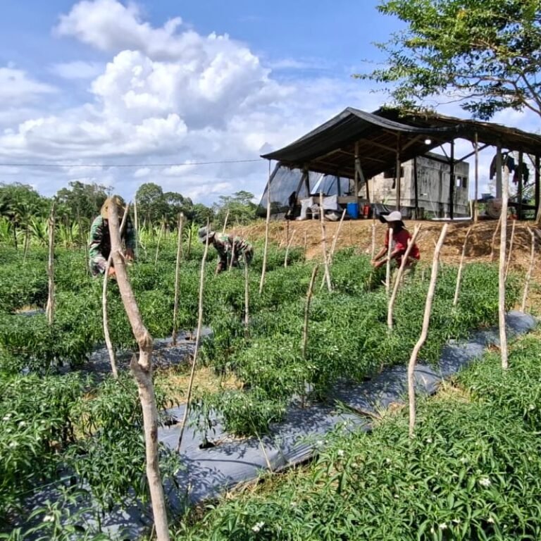Program TMMD Perkuat Ekonomi Warga Pasi Aceh