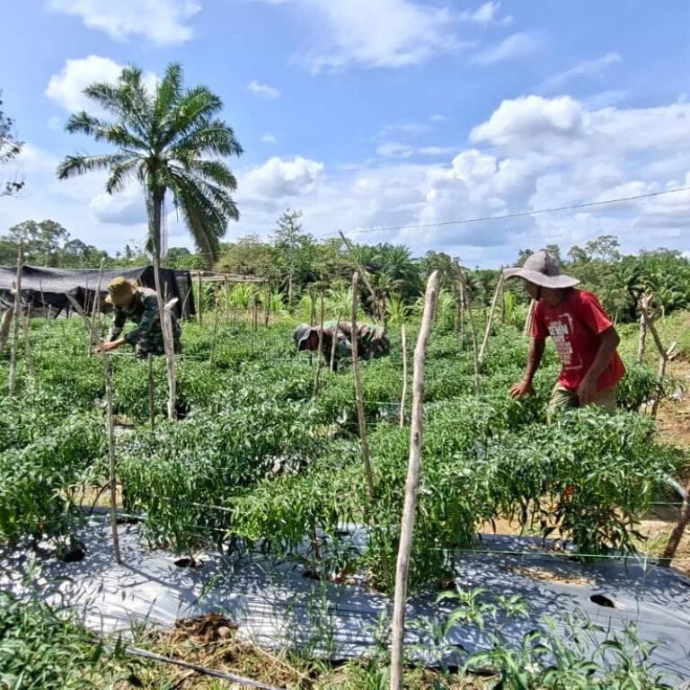 TMMD Kodim 0105/Abar Tinggalkan Aset Pertanian Produktif