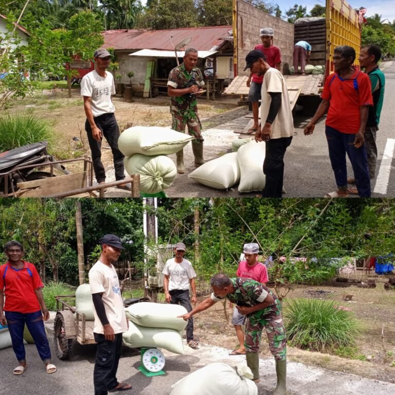 Babinsa Koramil 09/Samatiga Dampingi Petani Cek Hasil Panen Padi di Desa Cot Darat