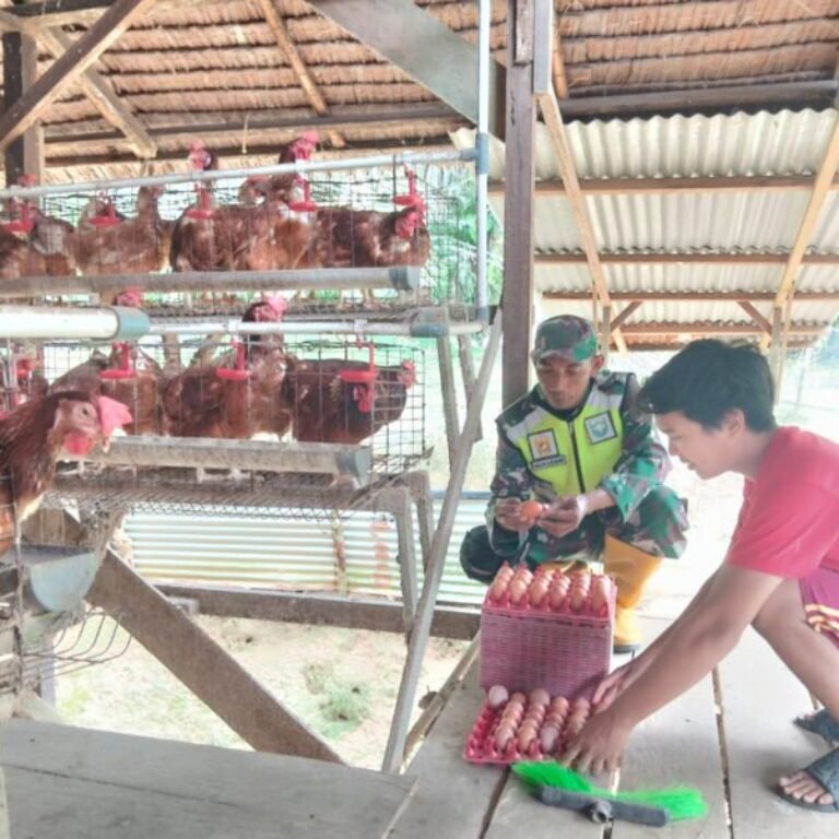 Babinsa Posramil Kuala Pesisir Kodim 0116/Nagan Raya Jajaran Korem 012/TU Dampingi Peternak Ayam Petelur