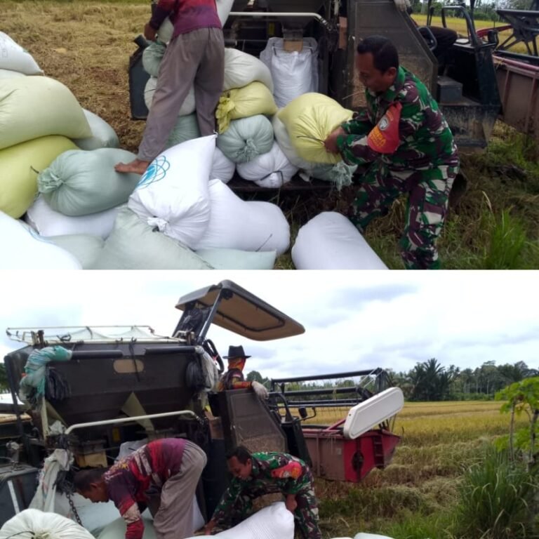 ‎Babinsa Woyla Barat Turun Tangan Bantu Petani, Angkat Padi Hasil Panen di Kulam Kaju