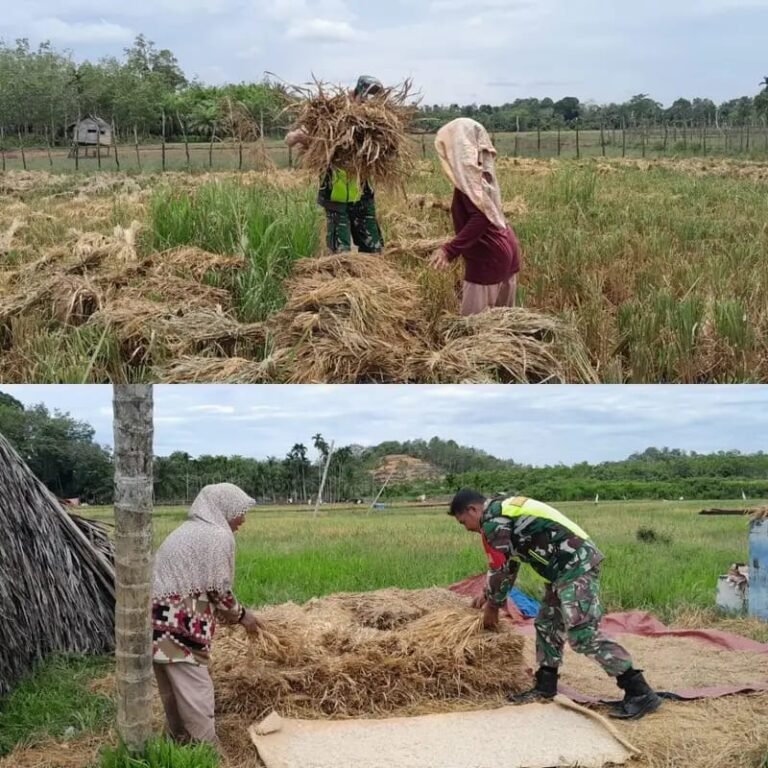 Babinsa Koramil 11/WT Kodim 0105/Aceh Barat Jajaran Korem 012/TU Bantu Petani Panen Padi di Woyla Timur