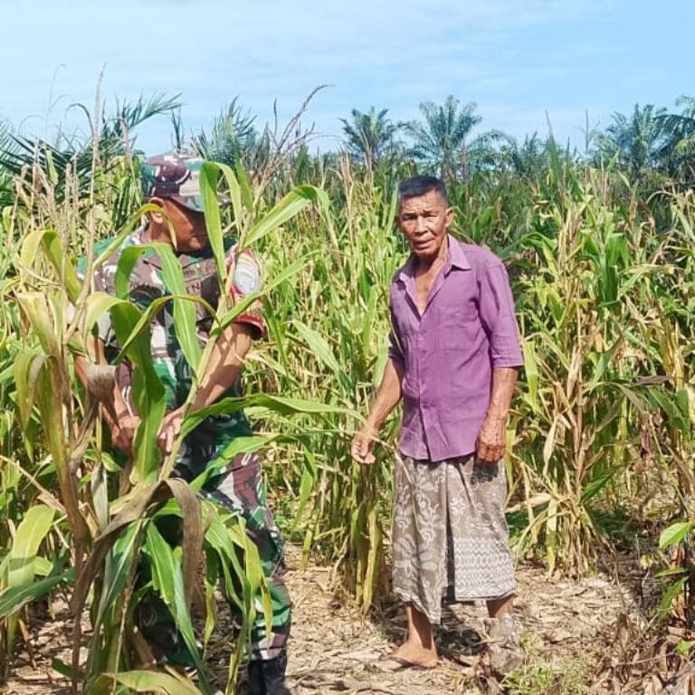 Babinsa Pasie Raya Pantau Jagung Siap Panen, Petani Rencanakan Panen Usai Lebaran