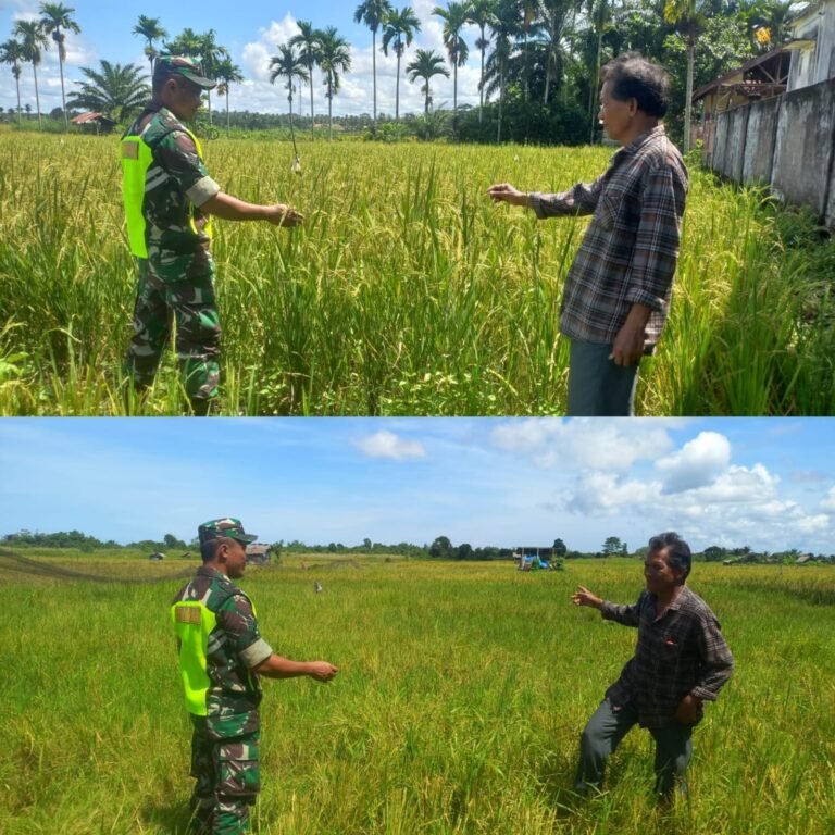 Tetap Semangat di Bulan Ramadan, Babinsa Posramil 05/Pante Ceureumen Bantu Petani Cek Padi Memasuki Masa Panen