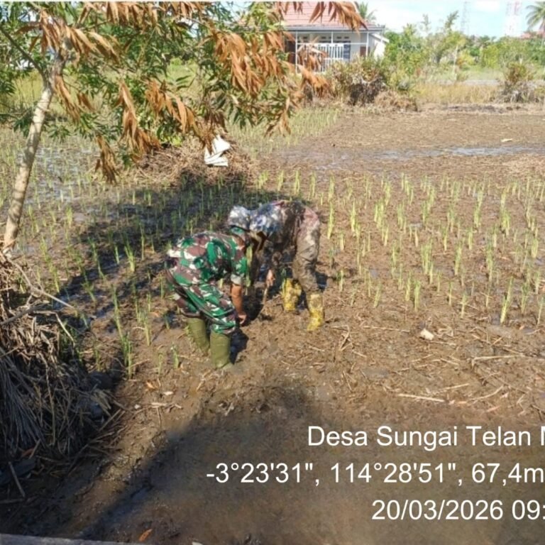 Babinsa Tabunganen Dampingi Petani, Wujudkan Program Luas Tambah Tanam