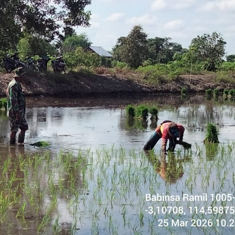 Babinsa Koramil 1005-06/Belawang Dampingi Petani Tingkatkan Luas Tambah Tanam