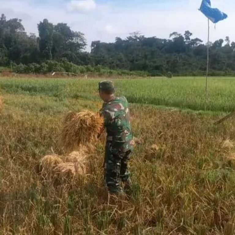 Babinsa Koramil 03/Setia Bakti Kodim 0114/Aceh Jaya Jajaran Korem 012/TU Dampingi Petani di Sawah