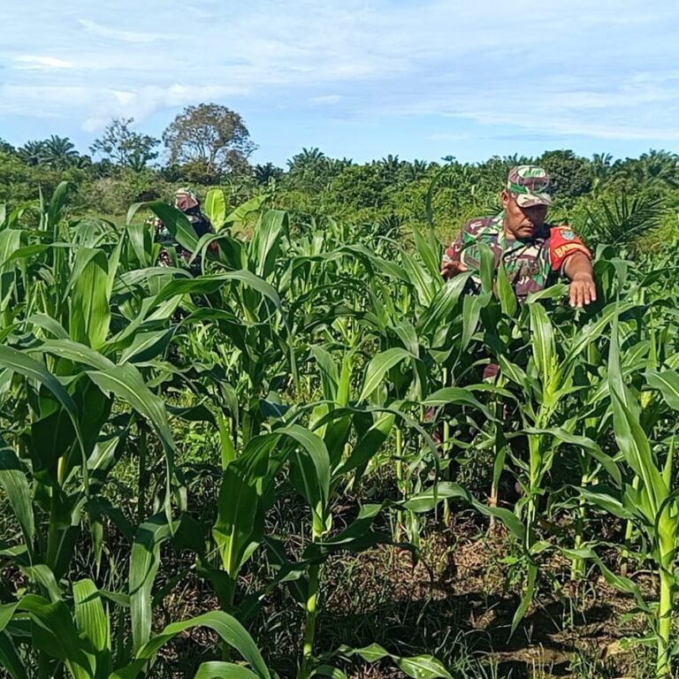 Koramil Teunom dan Posramil Pasie Raya Cek Tanaman Jagung Terdampak Hama Ulat