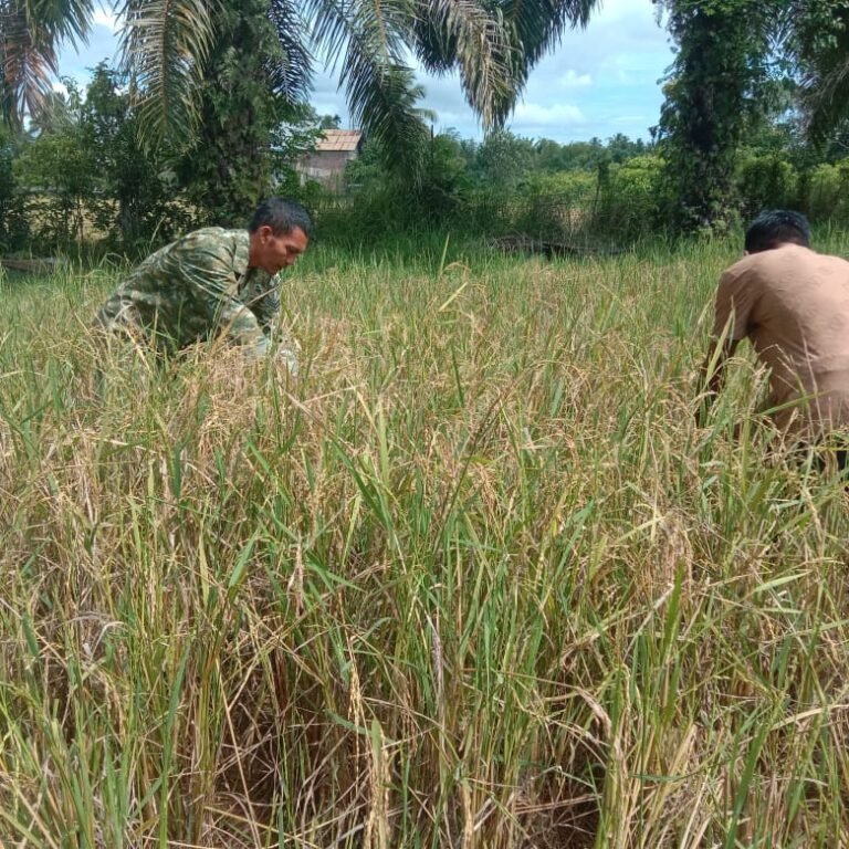 Babinsa Koramil 09/Samatiga Pererat Kebersamaan dengan Petani Saat Panen Padi