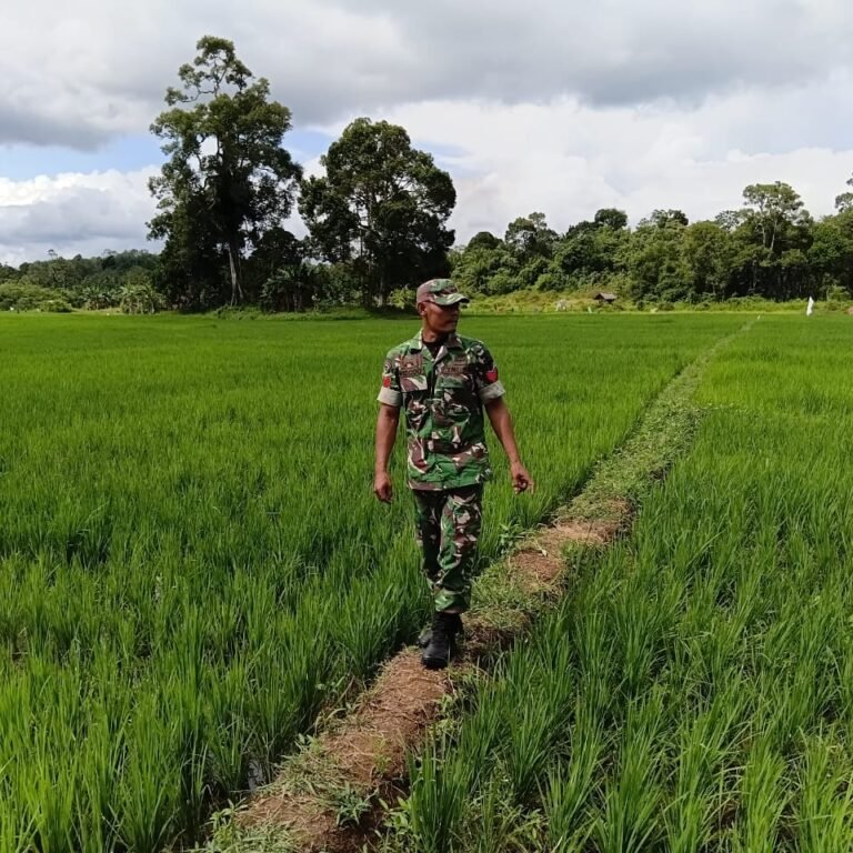 Babinsa Koramil 05/Panga Tinjau Kondisi Air dan Hama Tanaman Padi Milik Warga