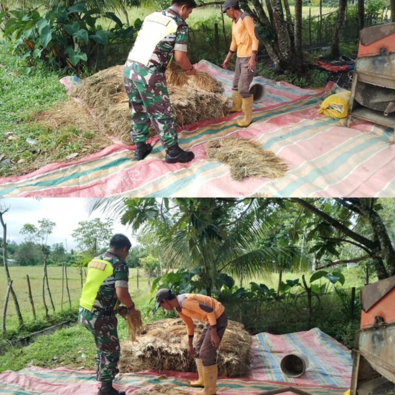 Babinsa Koramil Kaway XVI Bantu Petani Proses Pengirikan Padi