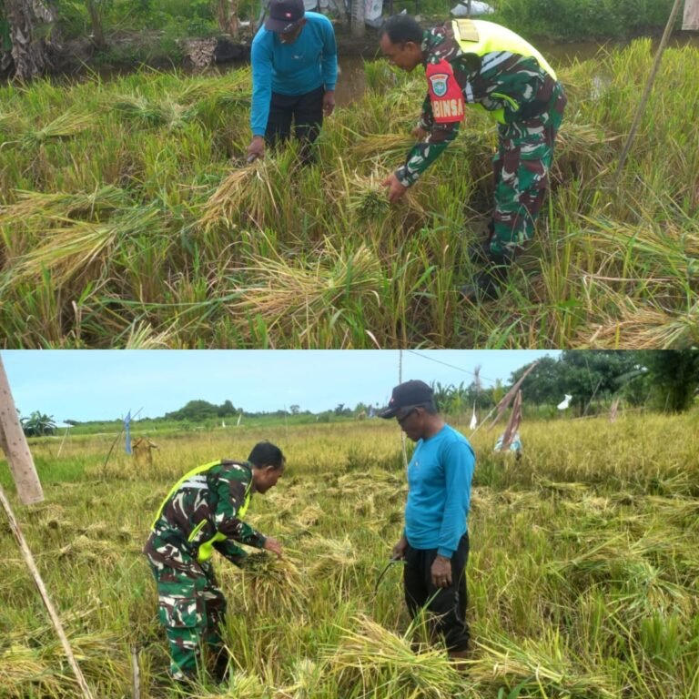 Kebersamaan Babinsa dan Petani Pererat Hubungan TNI dengan Masyarakat