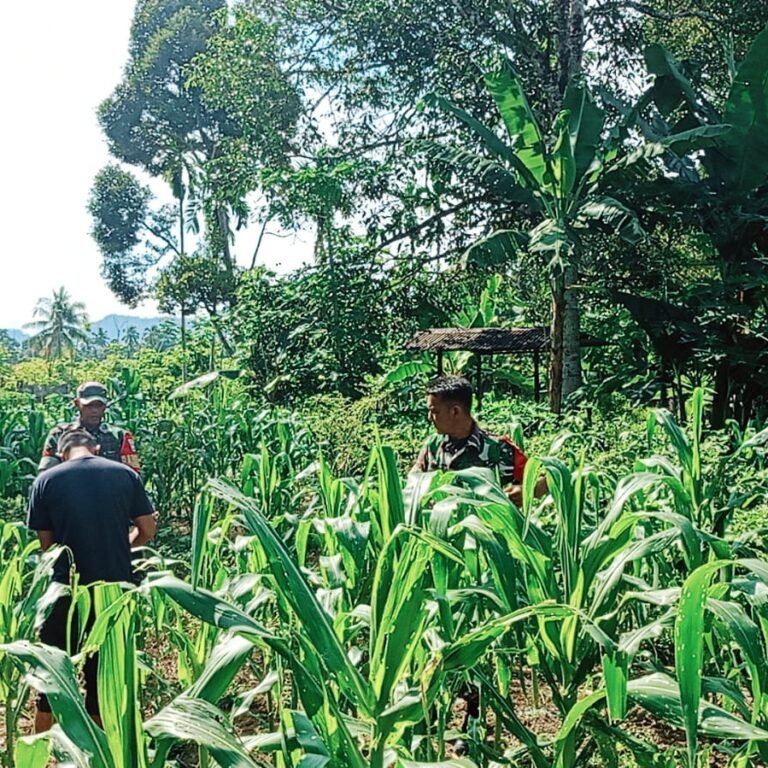 Babinsa Kodim 0114/Aceh Jaya Pantau Pertumbuhan Jagung Manis Warga di Desa Pante Keutapang