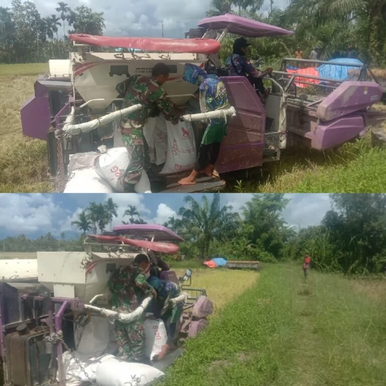 Babinsa Koramil 09/Samatiga Dampingi Petani Panen Padi di Desa Pinem