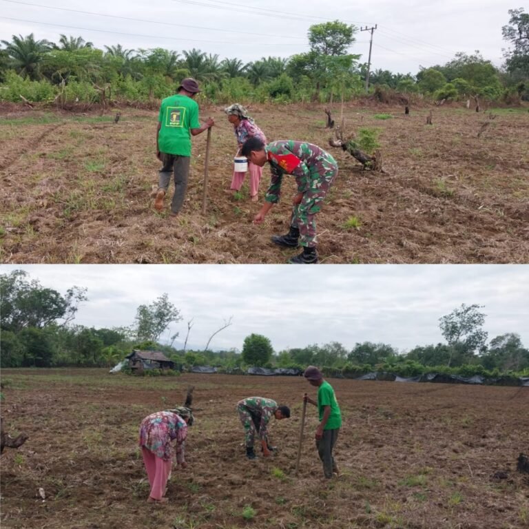 Upaya Perkuat Ketahanan Pangan, Babinsa Aktif Dampingi Petani di Pante Ceureumen