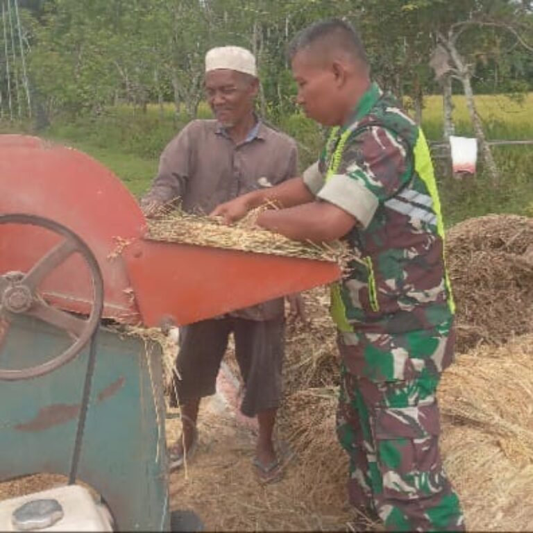 Wujud Kemanunggalan TNI dengan Rakyat, Babinsa Turun Langsung Bantu Petani Panen Padi