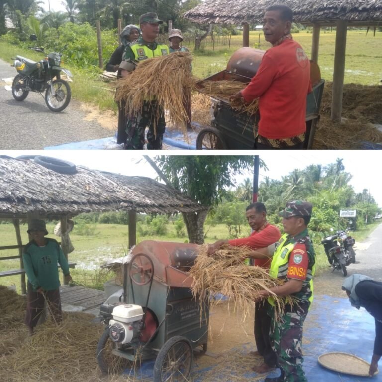 Kepedulian Babinsa Terlihat Saat Turun ke Sawah Dampingi Petani Pascapanen