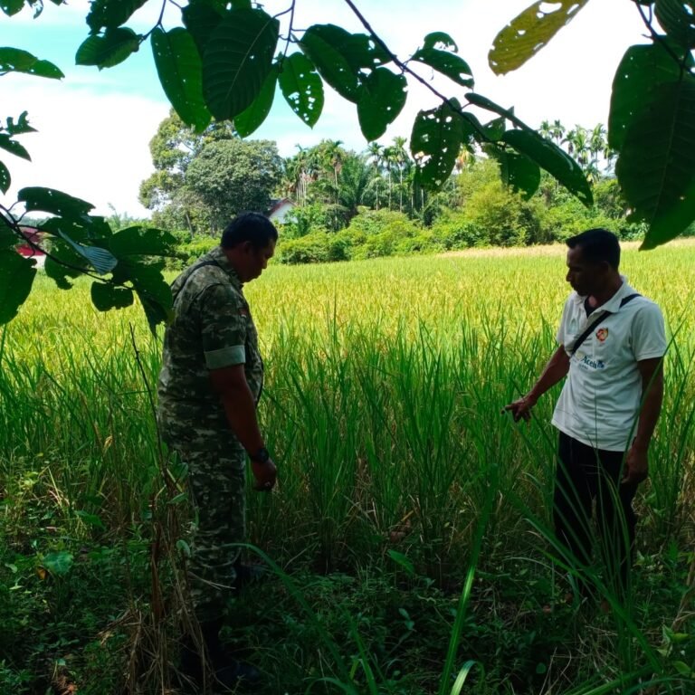 Babinsa Koramil 04/Krueng Sabee Tinjau Tanaman Padi Warga di Desa Ranto Panyang