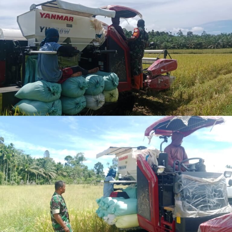 Babinsa Posramil Pante Ceureumen Dampingi Petani Panen Padi di Desa Manjeng