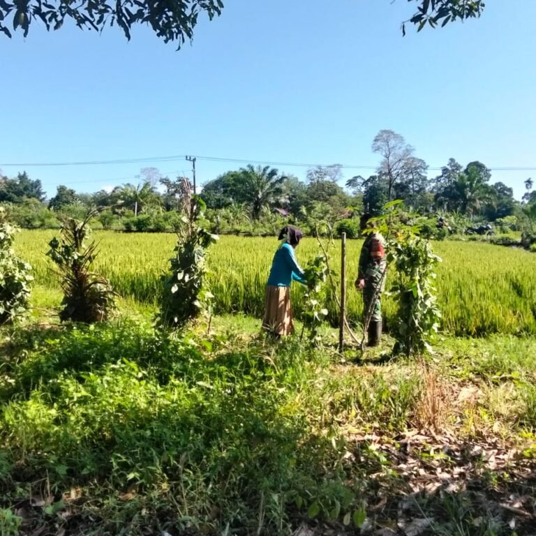 Babinsa Koramil Panga Bantu Petani Bersihkan Hama Keong di Sawah Warga