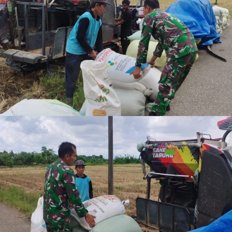 Babinsa Koramil 03/Kaway XVI Bantu Petani Angkut Hasil Panen Padi