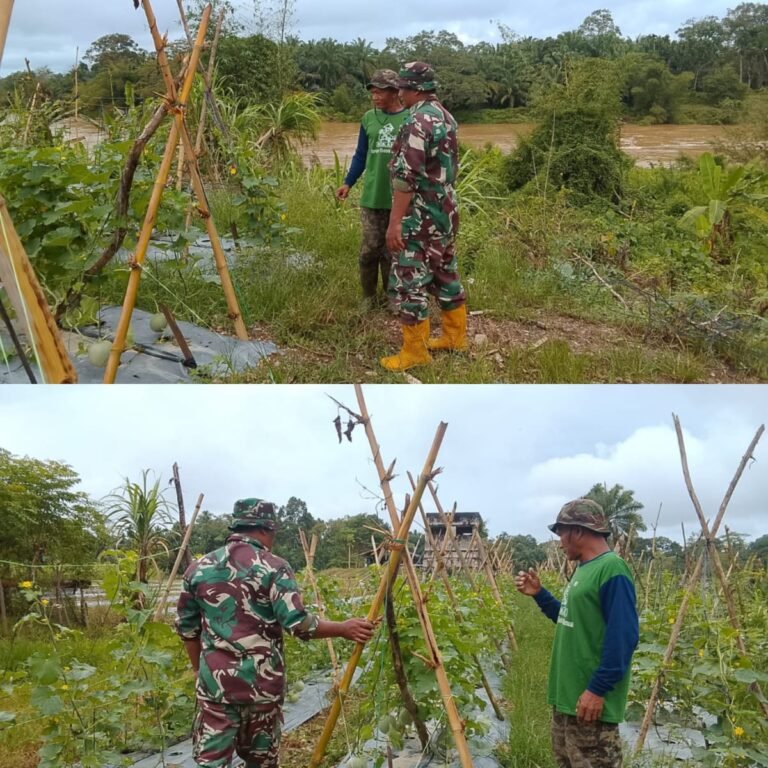 Babinsa Hadir di Tengah Petani untuk Pastikan Tanaman Melon Tumbuh Optimal