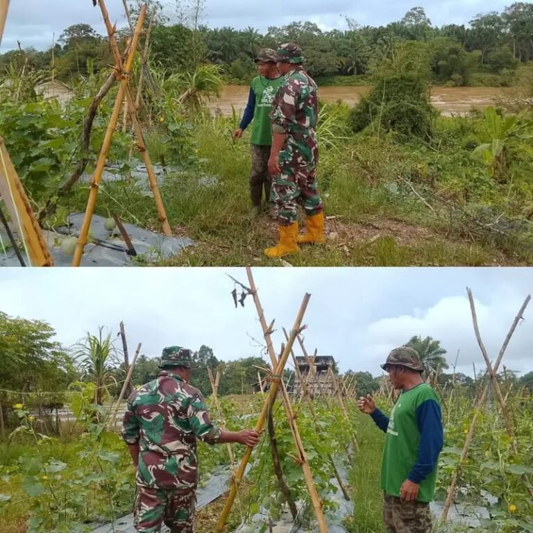 Monitoring Lahan Pertanian, Sertu Daryono Tinjau Budidaya Melon di Wilayah Binaan