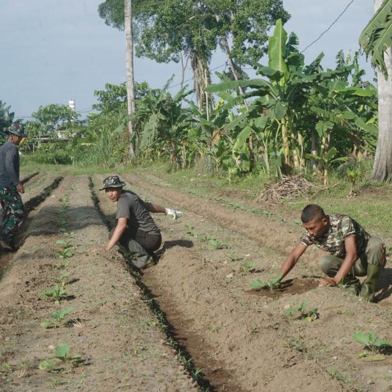 Lahan Produktif Jadi Andalan Korem 012/Teuku Umar dalam Mendukung Ketahanan Pangan
