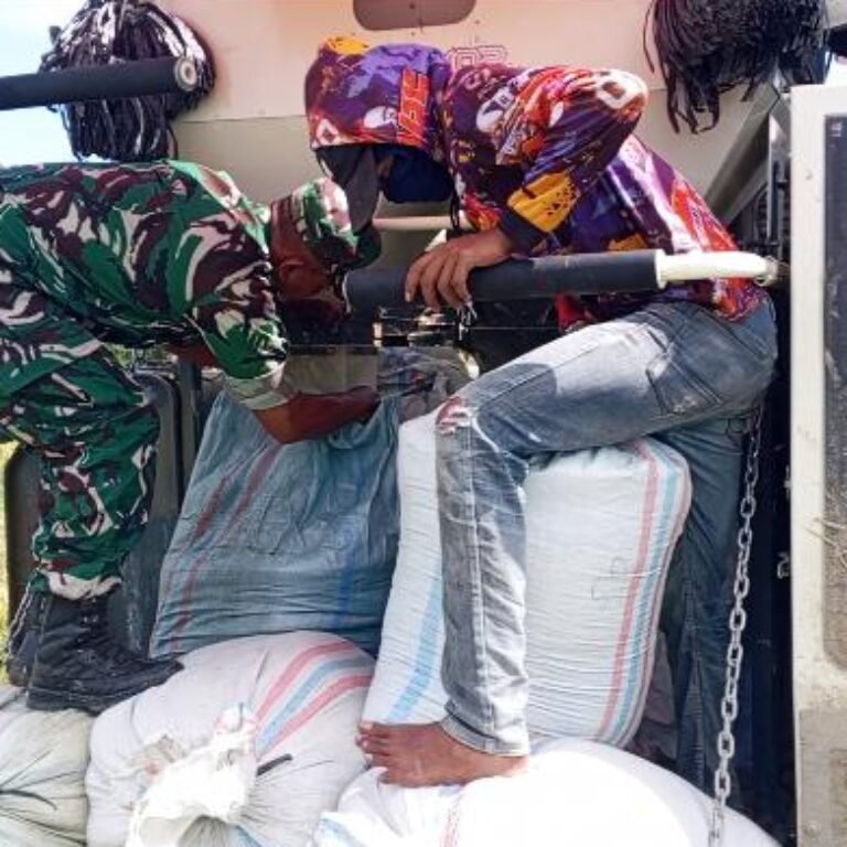 Babinsa Koramil 03/Setia Bakti Dampingi Petani Panen Padi, Hasil Capai 7 Ton per Hektare