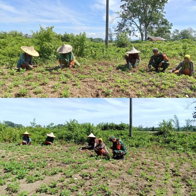 Sinergi TNI dan Petani, Lahan Kacang Tanah Dirawat Bersama untuk Ketahanan Pangan