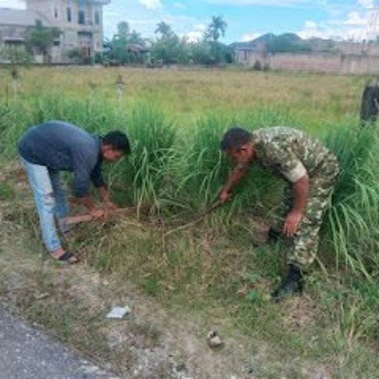 Babinsa Koramil 04/Susoh Kodim 0110/Aceh Barat Daya Dukung Budidaya Serai Wangi Warga