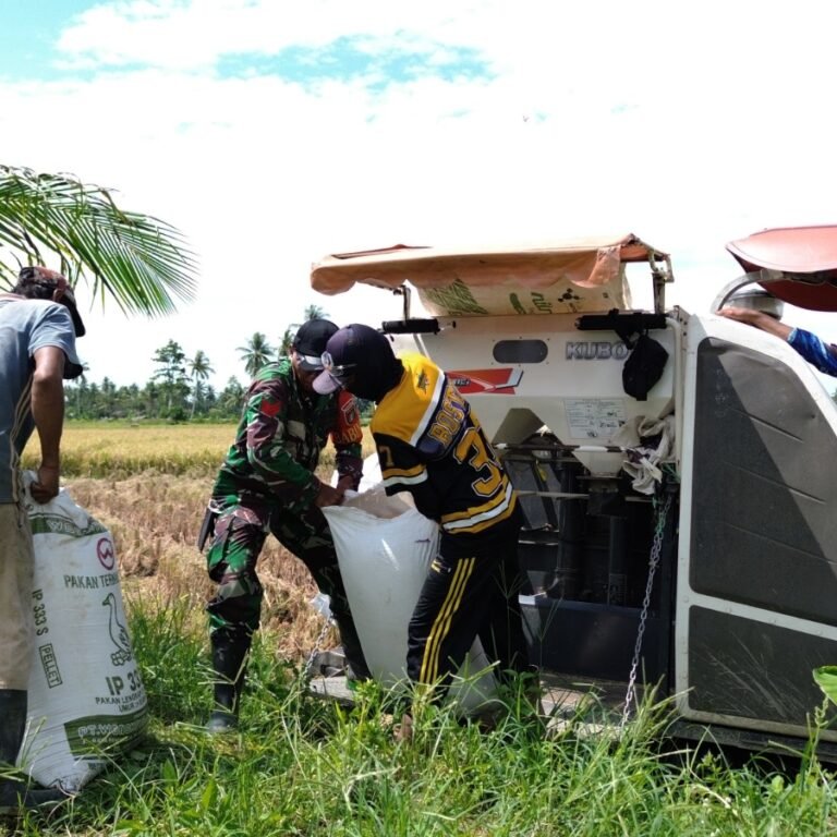 Dukung Ketahanan Pangan, Satgas TMMD Kodim 1003/HSS Bantu Petani Panen di Desa Pantai Ulin