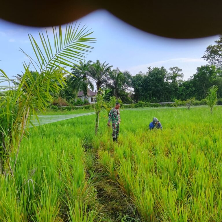 Babinsa Teunom Turun ke Sawah Bantu Petani Bersihkan Gulma, Wujud Dukungan Nyata Ketahanan Pangan