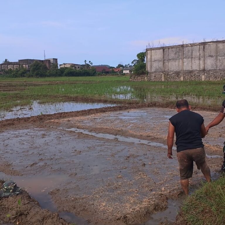 Babinsa Koramil 01/Jaya Dampingi Petani Semai Benih Padi, Dorong Penguatan Ketahanan Pangan di Meunasah Weh
