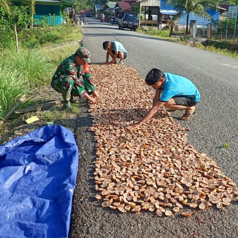 Pendampingan Babinsa, Petani Simeulue Maksimalkan Penjemuran Pinang