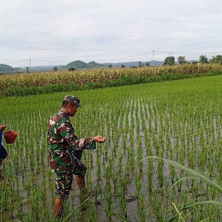 Turun ke Sawah, Babinsa Kanigoro Bantu Petani Cegah Serangan Hama Padi
