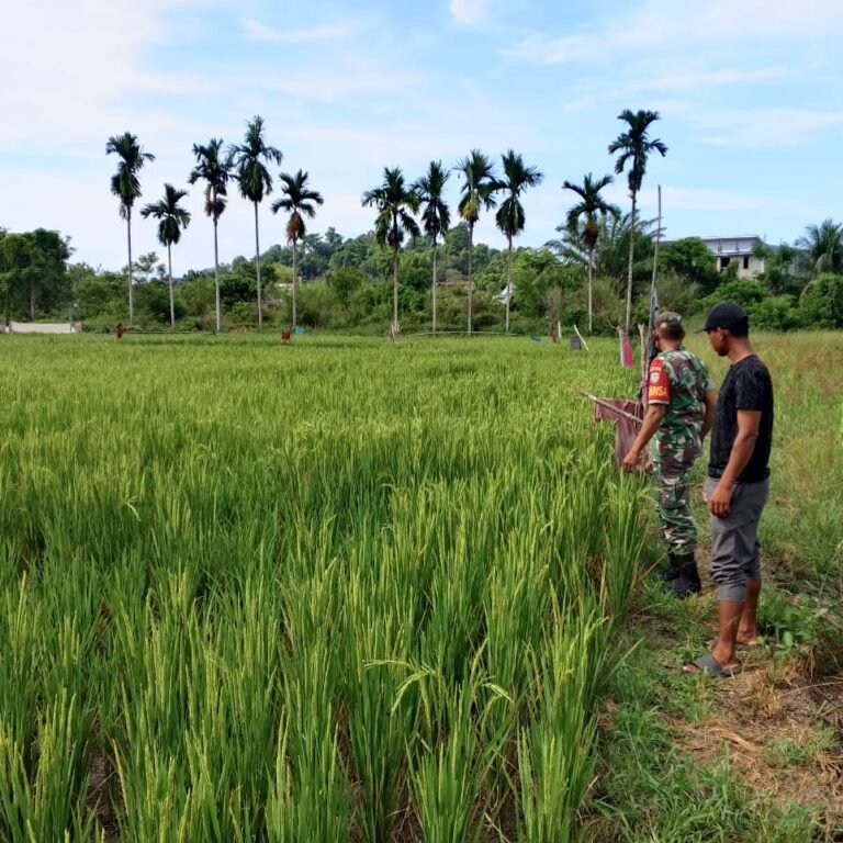Kekeringan Ancam Sawah di Keutapang, Babinsa Koramil 04/Krueng dan Pok Tani Turun Langsung Pantau Kondisi Padi