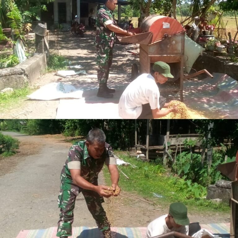 Wujud Kemanunggalan TNI, Babinsa Bantu Proses Pasca Panen di Aceh Barat