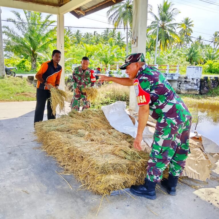 Padi Terendam Hujan, Babinsa di Teunom Turun Tangan Selamatkan Hasil Panen Petani