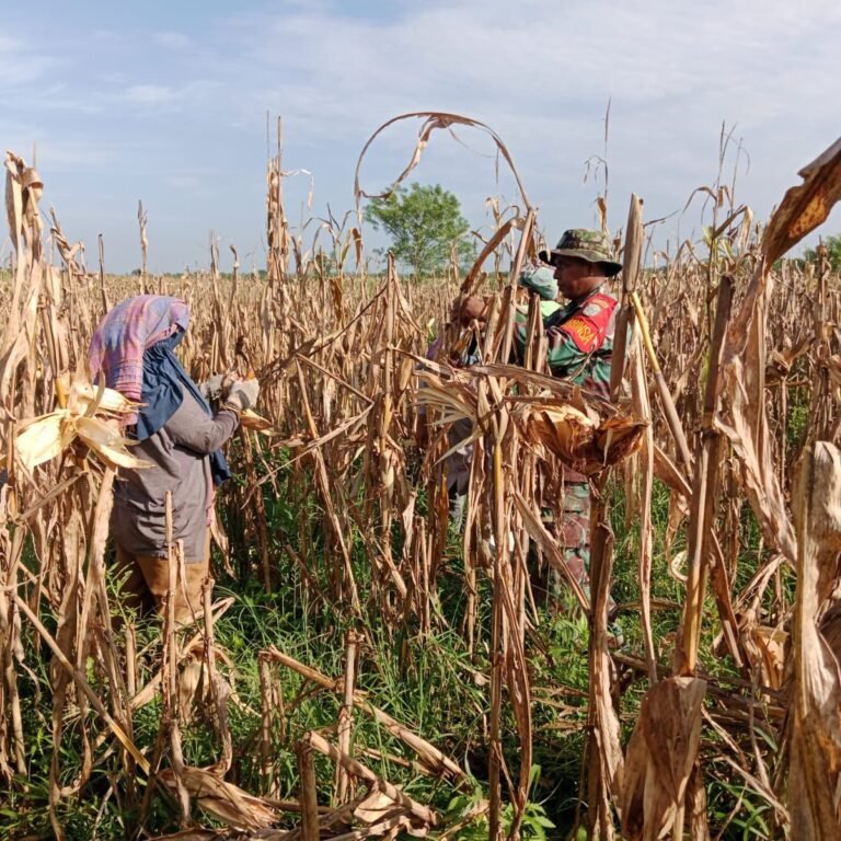 Babinsa Beri Motivasi Petani Saat Panen Jagung di Wilayah Binaan Simpang Kiri