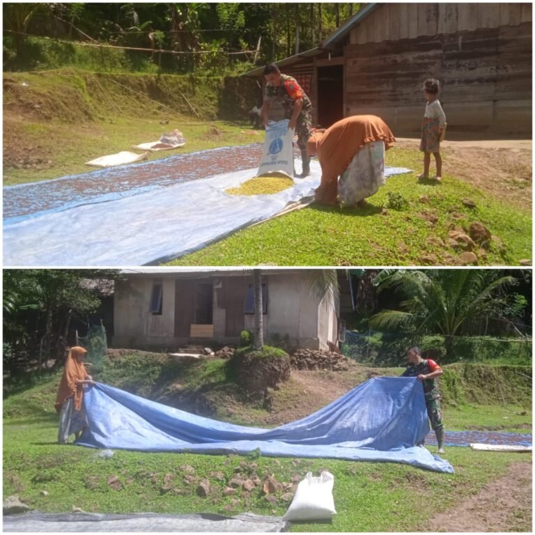 Komsos Babinsa Simeulue: Bantu Petani Jemur Padi Agar Hasil Panen Maksimal