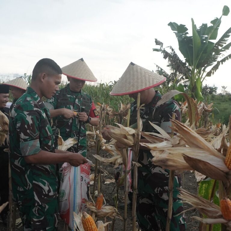 Dukungan Ketahanan Pangan, Pangdam IM Apresiasi Program Jagung Binaan Babinsa di Rundeng