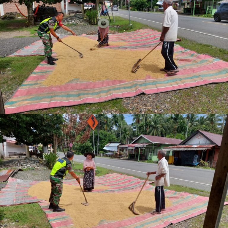 Ketahanan Pangan Jadi Prioritas, Babinsa Kodim 0105/Aceh Barat Dampingi Petani Pascapanen