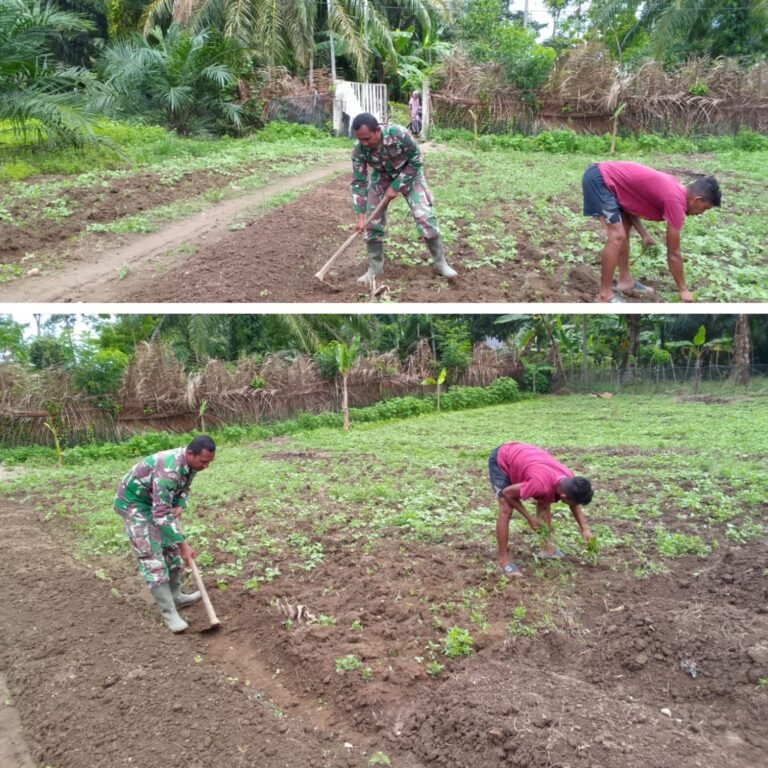 TNI Hadir di Tengah Petani, Babinsa Aceh Barat Turun Langsung Rawat Tanaman Kacang Tanah Warga