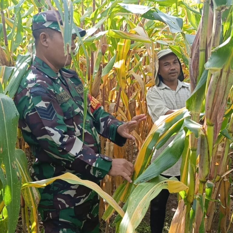 Babinsa Koramil 06/Teunom Dampingi Petani Jagung di Aceh Jaya, Perkuat Ketahanan Pangan Wilayah
