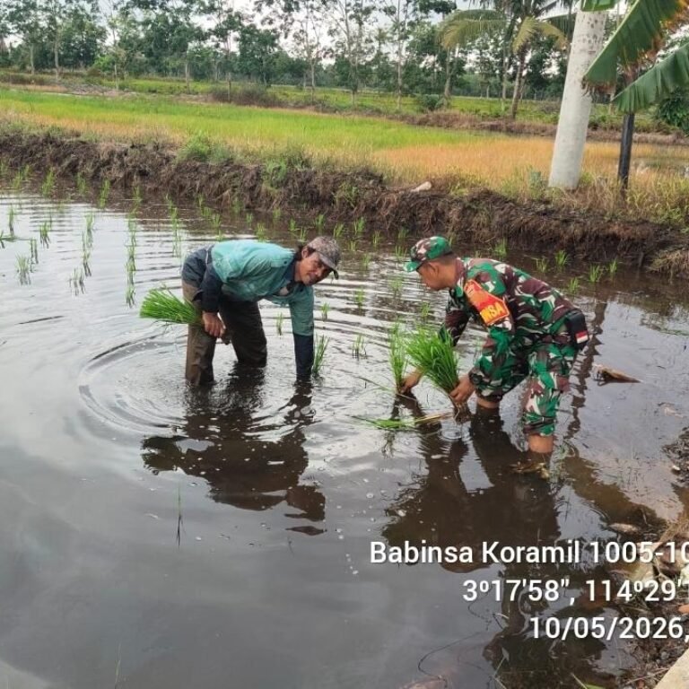 ‎Wujudkan Ketahanan Pangan: Serda Andi Dampingi Petani Lakukan Luas Tambah Tanam di Tamban
