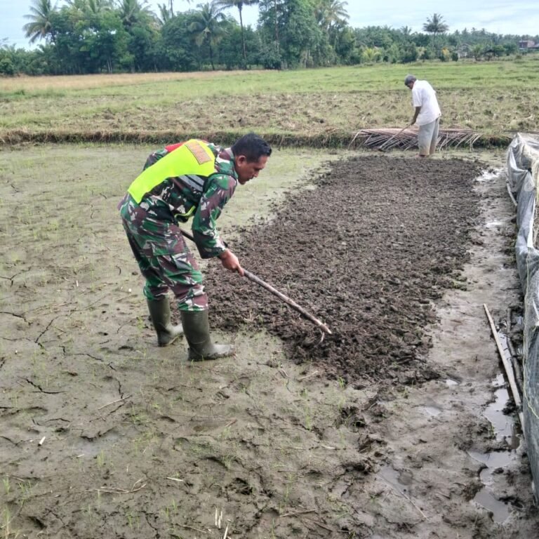 Pendampingan Pertanian Babinsa Koramil Samatiga Perkuat Kemanunggalan TNI dan Rakyat