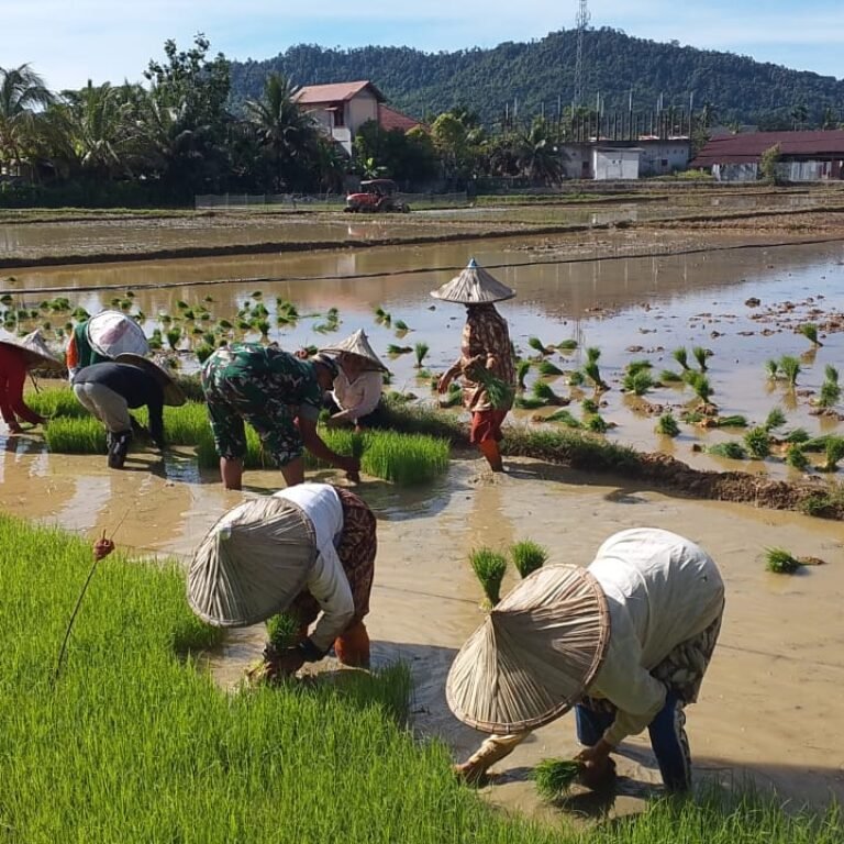 Babinsa Koramil 01/Jaya Bantu Petani Cabut Bibit Padi, Perkuat Ketahanan Pangan di Aceh Jaya