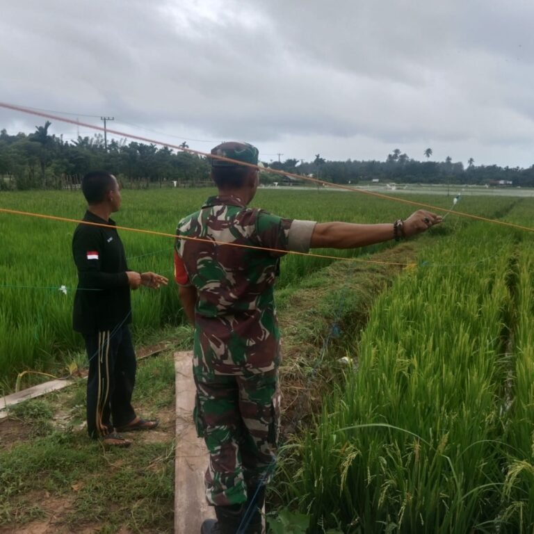 Babinsa Darul Hikmah Bantu Petani Usir Hama Burung, Dukung Ketahanan Pangan di Aceh Jaya