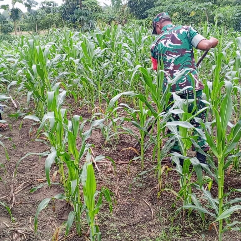 Babinsa Koramil 03/Setia Bakti Dampingi Petani Jagung di Aceh Jaya, Perkuat Ketahanan Pangan Nasional